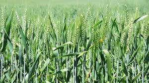 Gvt Pushes for Faster Wheat Planting Amid Dry Season Warning