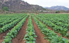 Govt Approves Major Incentives on Land Purchases