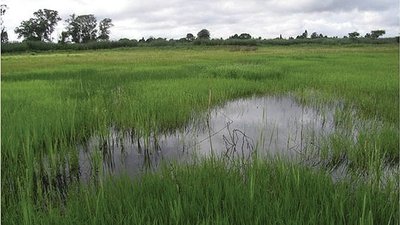 Harare’s Water Source At Risk As MPs Allocated Stands On Monavale Wetland